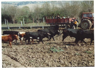 de toros